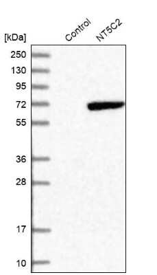 Western Blot: 0 [NBP1-85526]