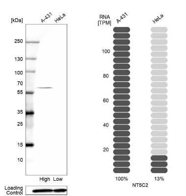 Western Blot: 0 [NBP1-85526]
