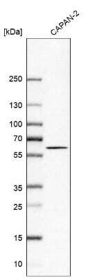 Western Blot: 0 [NBP1-85526]
