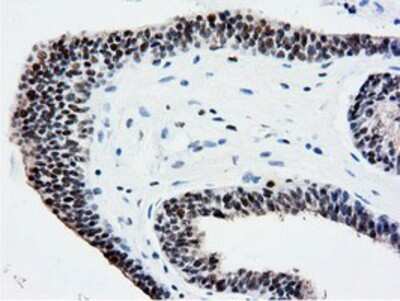 Immunohistochemistry-Paraffin: NT5DC1 Antibody (OTI1E11) [NBP2-02914]