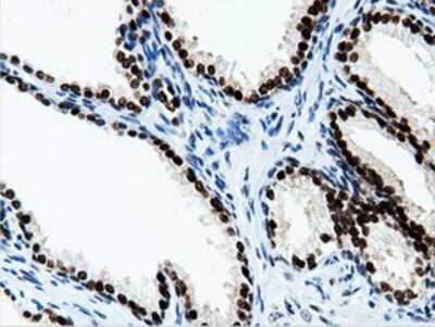 Immunohistochemistry-Paraffin: NT5DC1 Antibody (OTI1E11) [NBP2-02914]
