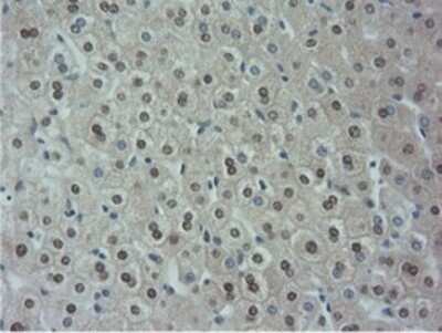 Immunohistochemistry: NT5DC1 Antibody (OTI1E11) - Azide and BSA Free [NBP2-73078]