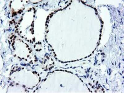 Immunohistochemistry: NT5DC1 Antibody (OTI1E11) - Azide and BSA Free [NBP2-73078]