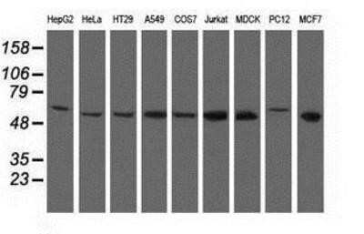 Western Blot: NT5DC1 Antibody (OTI1E11)Azide and BSA Free [NBP2-73078]