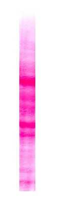 SDS-PAGE: NTERA-2 Whole Cell Lysate [NBP1-44968]