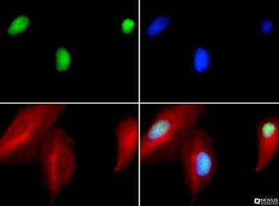Immunocytochemistry/ Immunofluorescence: NTH1 Antibody - BSA Free [NB100-108]