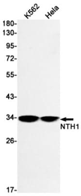 Western Blot: NTH1 Antibody (S08-8E9) [NBP3-19722]