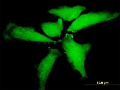 Immunocytochemistry/ Immunofluorescence: NTN5 Antibody [H00126147-B01P]