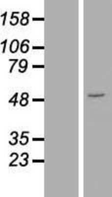Western Blot: NTNG1 Overexpression Lysate [NBL1-13831]