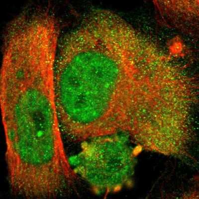 Immunocytochemistry/ Immunofluorescence: NUAK2 Antibody [NBP1-81880]