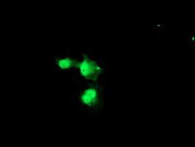 Immunocytochemistry/ Immunofluorescence: NUB1/NYREN18 Antibody (OTI4H2) - Azide and BSA Free [NBP2-73084]