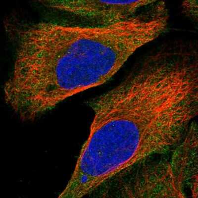 Immunocytochemistry/ Immunofluorescence: NUBP1 Antibody [NBP1-92205]