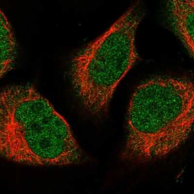 Immunocytochemistry/ Immunofluorescence: NUBP2 Antibody [NBP1-84533]