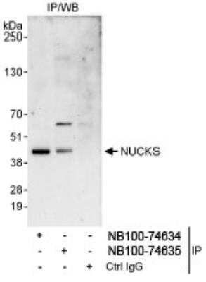 Immunoprecipitation: NUCKS1 Antibody [NB100-74634]