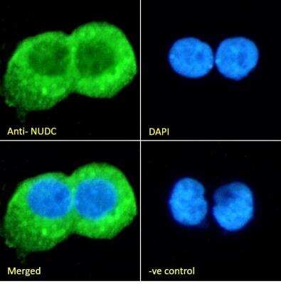 Immunocytochemistry/ Immunofluorescence: NUDC Antibody [NBP1-51971]