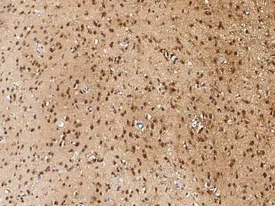 Immunohistochemistry-Paraffin: NUDC Antibody [NBP2-96997]