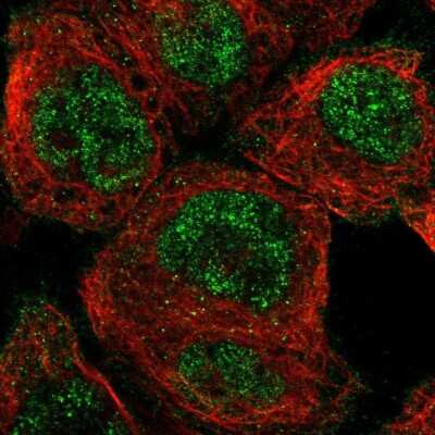 Immunocytochemistry/ Immunofluorescence: NUDCD1 Antibody [NBP1-85539]