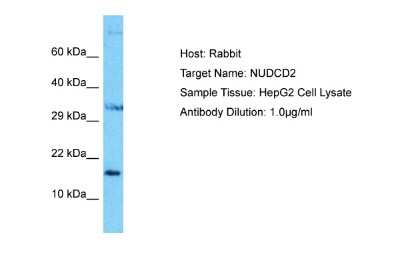 Western Blot: NUDCD2 Antibody [NBP2-87961]