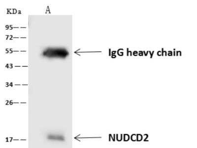 Western Blot: NUDCD2 Antibody [NBP3-06434]