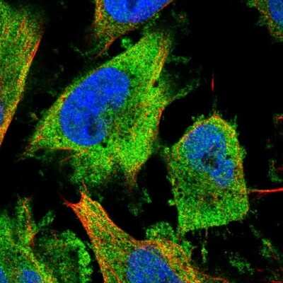 Immunocytochemistry/ Immunofluorescence: NUDCD3 Antibody [NBP1-82939]