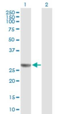 Western Blot: NUDCD3 Antibody [H00023386-B01P]