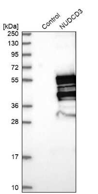 Western Blot: NUDCD3 Antibody [NBP1-82940]