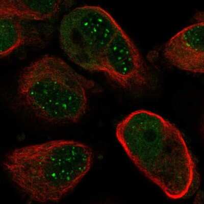 Immunocytochemistry/ Immunofluorescence: NUDT21 Antibody [NBP2-57491]