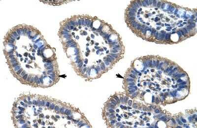 Immunohistochemistry-Paraffin: NUDT21 Antibody [NBP1-57540]