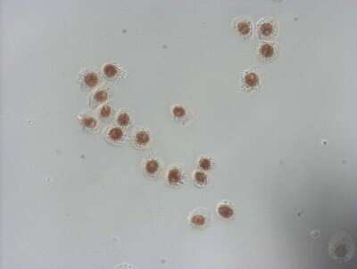 Immunohistochemistry-Paraffin: NUDT21 Antibody (OTI13H1) [NBP2-46276]