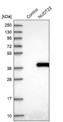 Western Blot: NUDT22 Antibody [NBP1-82754]