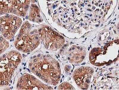 Immunohistochemistry-Paraffin: NUDT6 Antibody (OTI9D12) [NBP2-03554]
