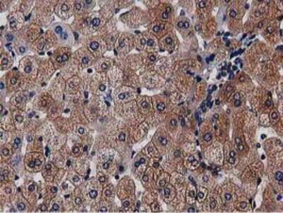 Immunohistochemistry-Paraffin: NUDT6 Antibody (OTI9D12) [NBP2-03554]