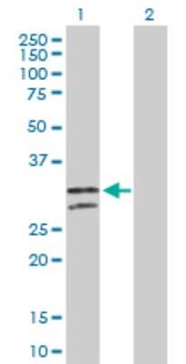 Western Blot: NUDT6 Antibody [H00011162-D01P]