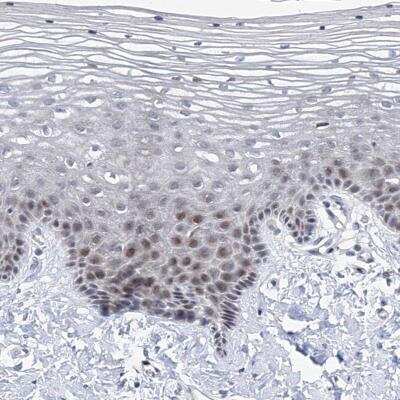 Immunohistochemistry: NUFIP1 Antibody [NBP1-82515]