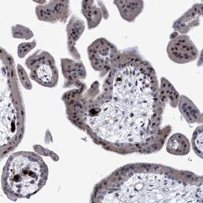 Immunohistochemistry-Paraffin: NUFIP1 Antibody [NBP1-82515]