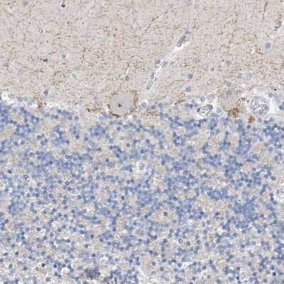 Immunohistochemistry-Paraffin: NUFIP1 Antibody [NBP1-82515]