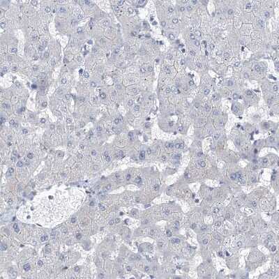 Immunohistochemistry-Paraffin: NUFIP1 Antibody [NBP1-82515]
