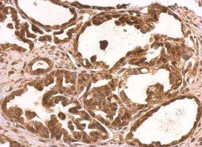 Immunohistochemistry-Paraffin: NUFIP1 Antibody [NBP2-19607]