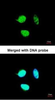 Immunocytochemistry/ Immunofluorescence: NULP1 Antibody [NBP1-31374]