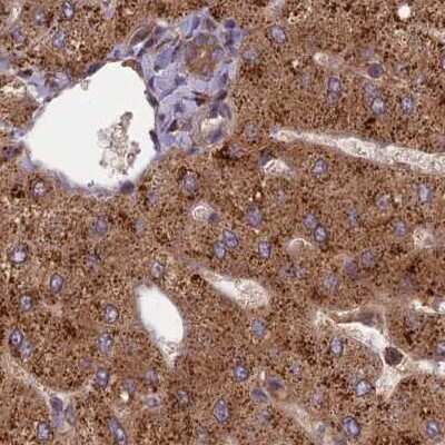 Immunohistochemistry-Paraffin: NULP1 Antibody [NBP1-92211]