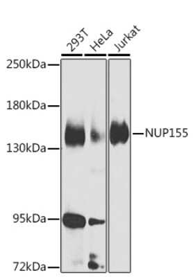 Western Blot: NUP155 AntibodyBSA Free [NBP2-93648]