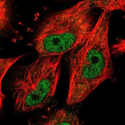 Immunocytochemistry/ Immunofluorescence: NUP37 Antibody [NBP2-55454]