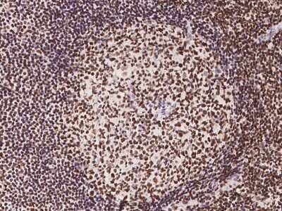 Immunohistochemistry-Paraffin: NUP50 Antibody [NBP2-97442]