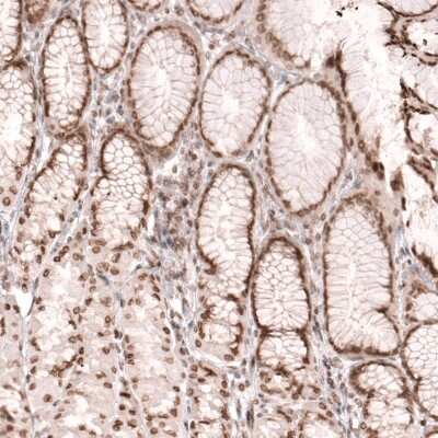 Immunohistochemistry-Paraffin: NUP54 Antibody [NBP1-85899]