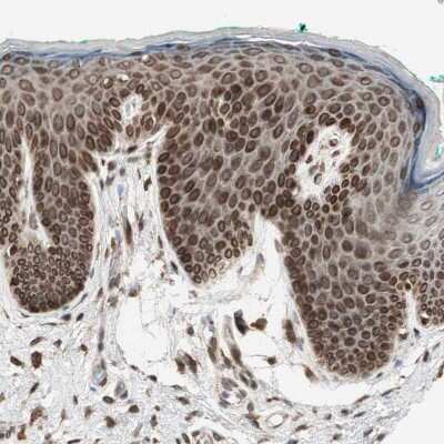 Immunohistochemistry-Paraffin: NUP62 Antibody [NBP1-85091]