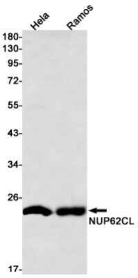 Western Blot: NUP62CL Antibody (S08-1A5) [NBP3-19818]