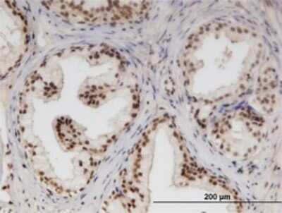 Immunohistochemistry-Paraffin: NUPL1 Antibody (3G11) [H00009818-M01]