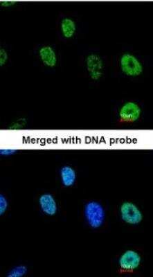 Immunocytochemistry/ Immunofluorescence: NXF1 Antibody [NBP1-31649]
