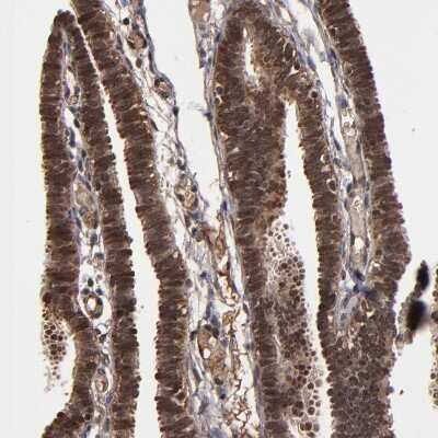 Immunohistochemistry-Paraffin: NXF2 Antibody [NBP1-85809]