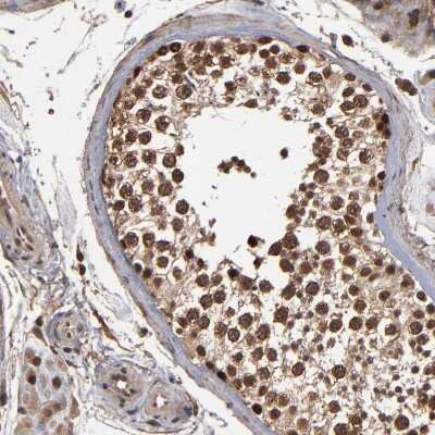 Immunohistochemistry-Paraffin: NXF2 Antibody [NBP1-85809]
